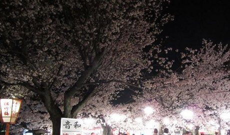 Hanami in Gion